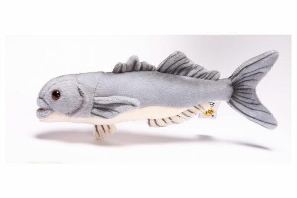 Blaubarsch 25cm