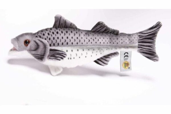 Seebarsch 25cm